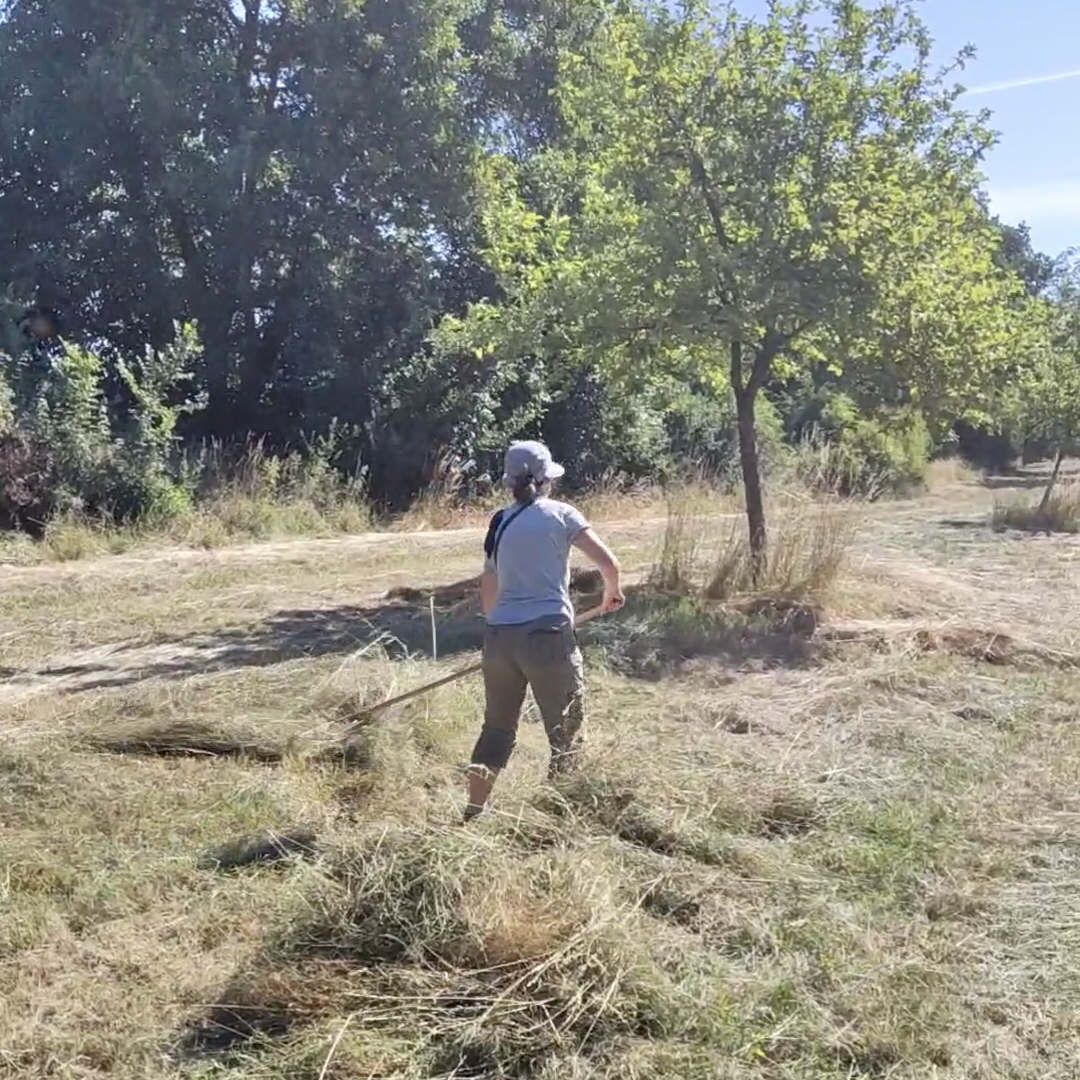 Arbeitseinsatz zur Mahd auf der Streuobstwiese - Foto: NABU/Grit Liebelt