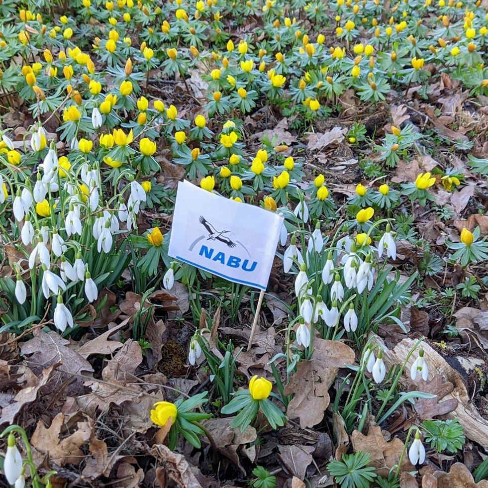 Frühlingsboten im Rotehornpark - Foto: NAJU/Grit Liebelt