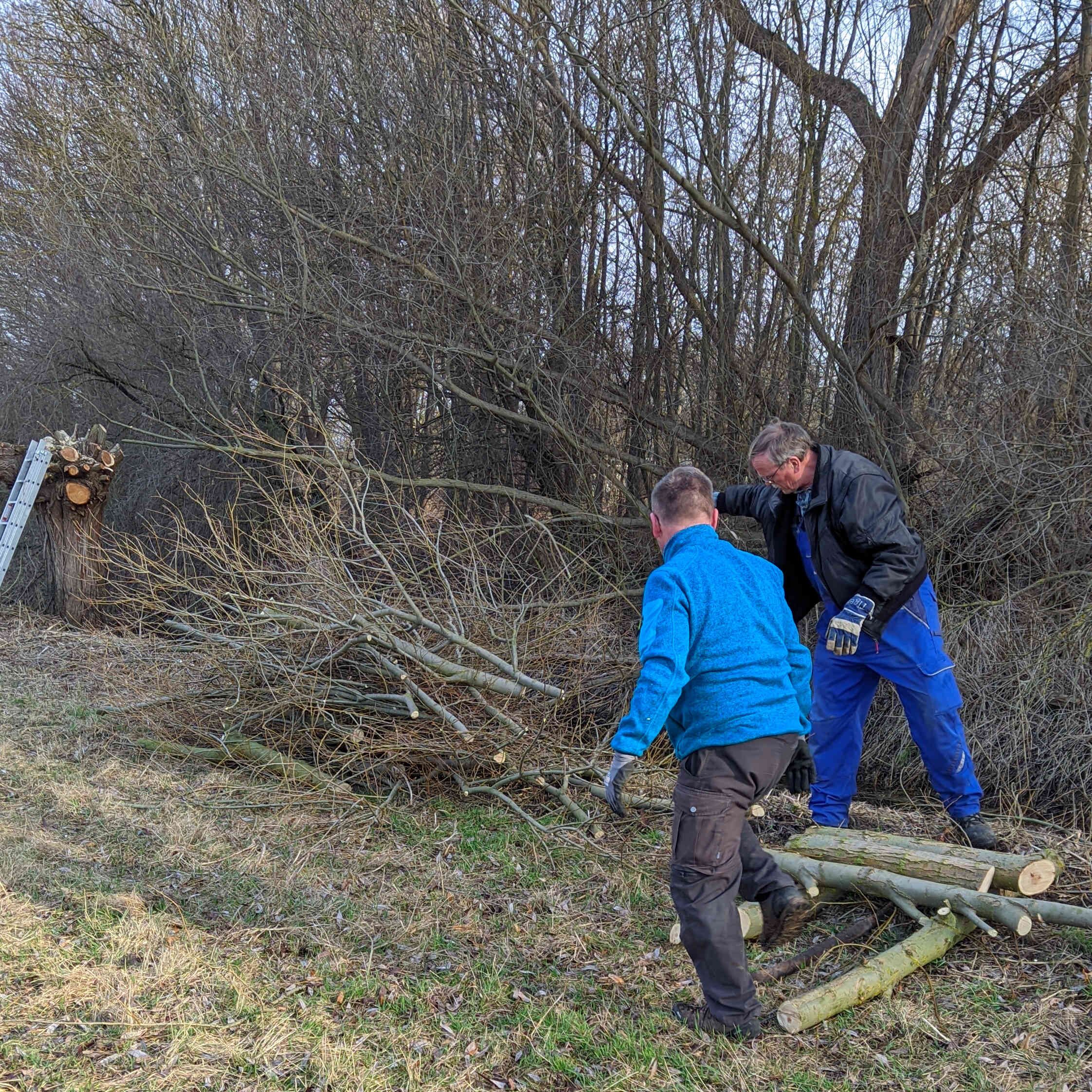 Kopfweidenpflege an der Schrote - Foto: NABU/Grit Liebelt