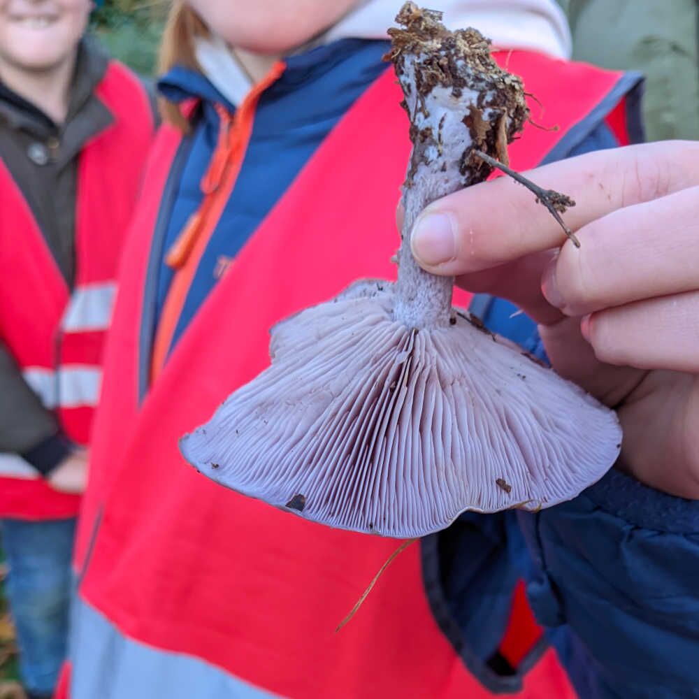 Lilastieliger Rötelritterling - Foto: NAJU/Grit Liebelt